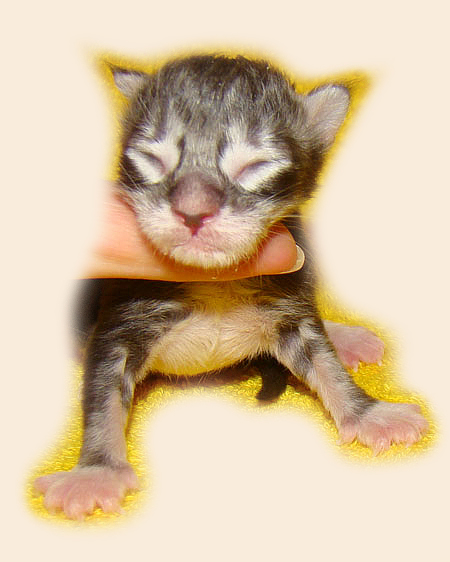     Catsvill County!   !    !       !!!    Catsvill County +7-926-544-74-09     .   ,   ,   ,    ,   ,  ,     ,   -,    ,   !